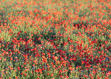 Landscape with Red Poppies