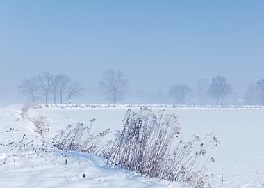Winter landscape and trees