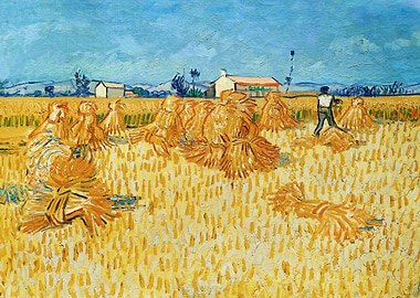 Corn Harvest in Provence