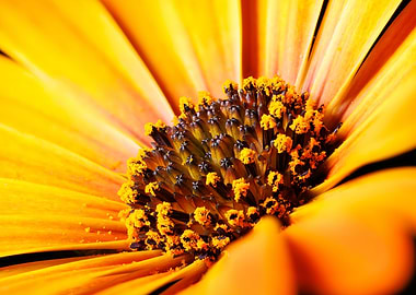 A cape daisy