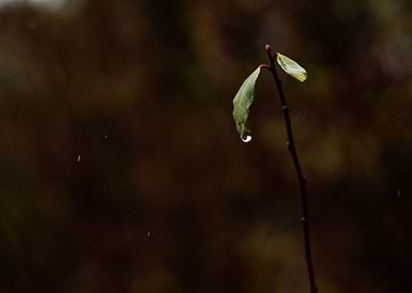 Cozy Leaf Raindrop