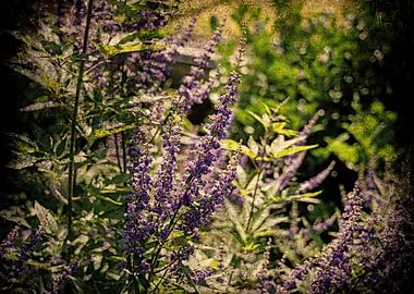 Violet Flower Grunge