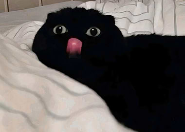 That one weird black cat