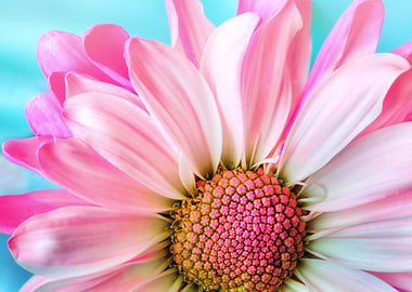 Pink rose photography