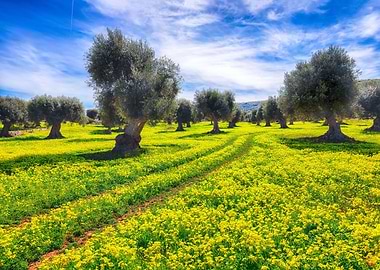 trees blossoming meadow