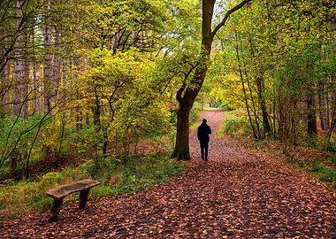Walking in the Woods