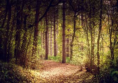 Sun Rays in a Forest