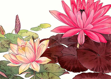 Nymphaea lotus Japanese