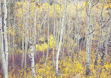 Aspen Forest