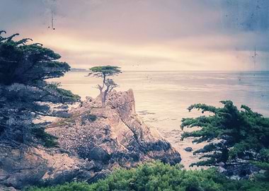 Lone Cypress