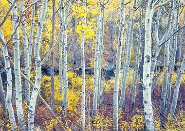 Aspen Forest