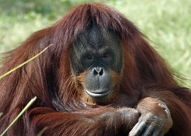 Orangutan close up