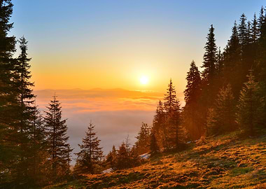 Sunrise forest in spring