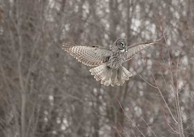 Owl Flying Ballerina
