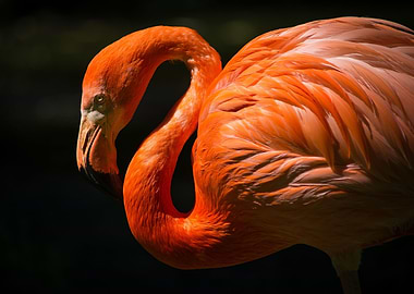 Flamingo