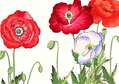 Vintage poppy flowers