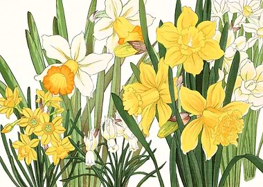 Daffodil Art Flowers