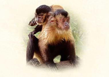 Tuffted capuchins