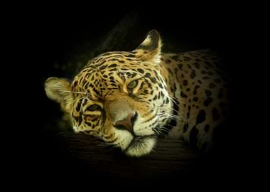Jaguar portrait