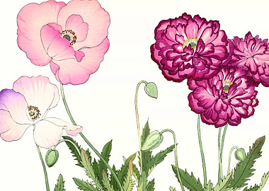 Vintage poppy flowers