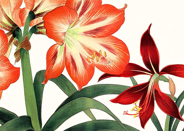 Vintage amaryllis flowers