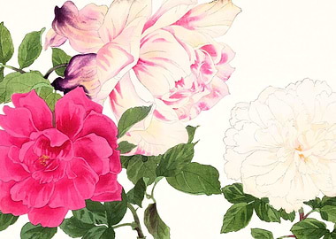 Rose flowers art