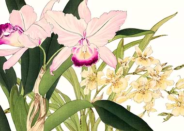 Orchids flowers japanese