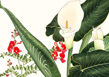 Calla lily flowers art