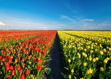sweet Flower field