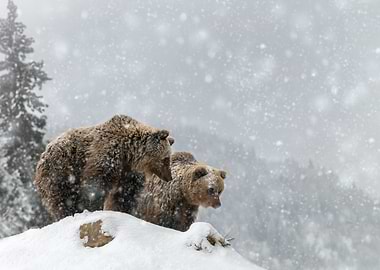 Two bears on hill