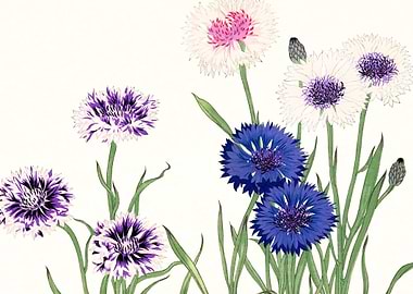 Cornflower flowers art