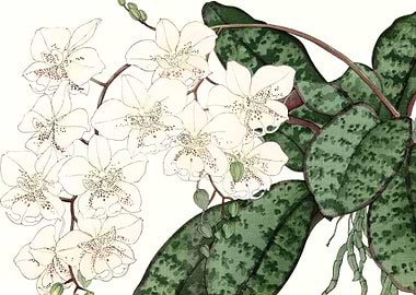 Vintage orchid flowers