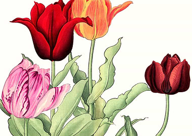 Art Tulip Japanese Flowers