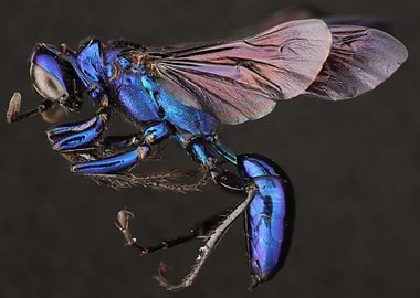 Steelblue Cricket Hunter