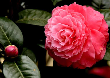 Camellia Flower