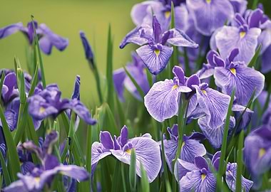 Iris Flower
