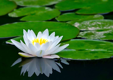 Water Lily