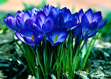 Crocus Flower