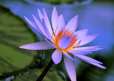 Water Lily