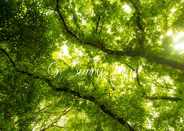 Sunlight On Sunny Day