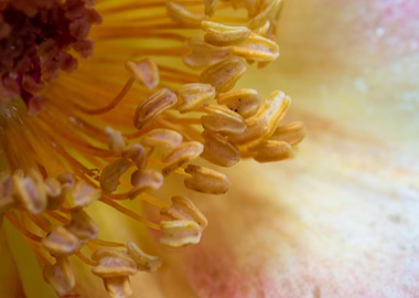 Rose pollens and petals