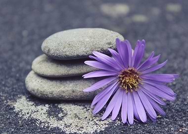 stone and flower