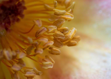 Rose pollens and petals