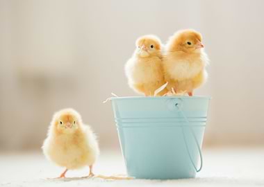 Easter Chicks