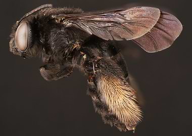 Two spotted Longhorned bee