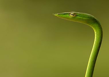 Green Whip Snake