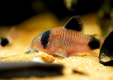 Corydoras panda catfish