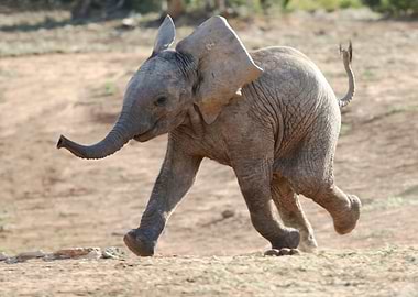 Baby Elephant