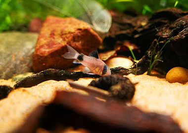 Corydoras panda catfish