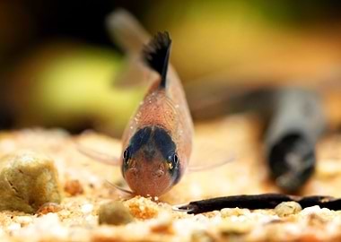 Corydoras panda catfish